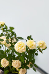 Beautiful white roses in pot on color background, closeup