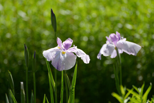 125 952 最適な あやめの花 画像 ストック写真 ベクター Adobe Stock 125 952 最適な あやめの花 画像 ストック写真 ベクター Adobe Stock