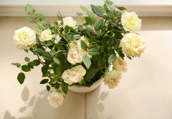 Beautiful white roses in pot on table in room