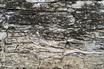 Close up of the abstract rind texture background
