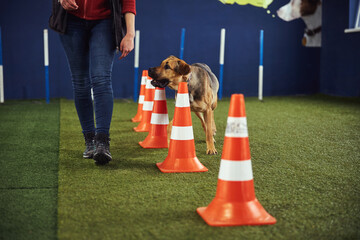 Obedient dog performing an agility exercise assisted by a trainer