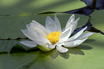 白い睡蓮