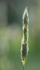 Beautiful close-up of a common cat's tail