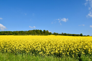rapeseed field in spring