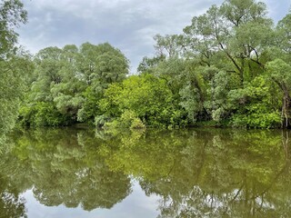Fototapeta premium Trees reflected in the smooth surface of the water