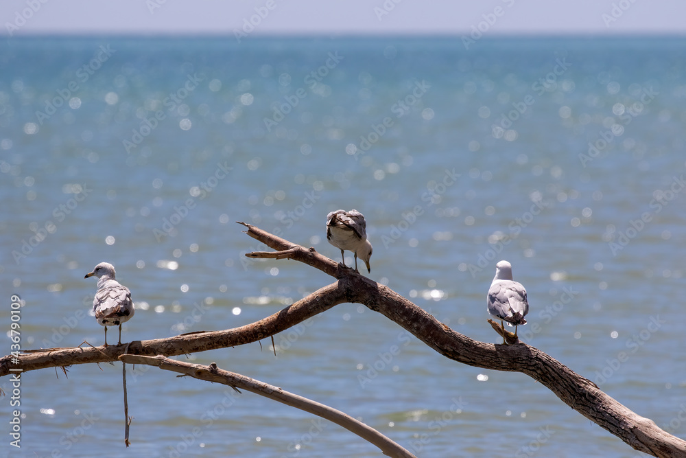 Wall mural The seagulls on the shores of Lake Michigan 