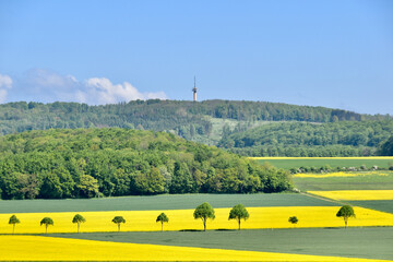 Gauss Tower with rapeseed