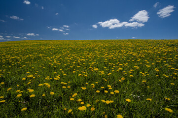 Willow with dandelions on a beautiful early summer day with a clear blue sky