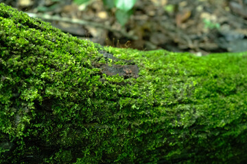 Moss on wood. Nature background