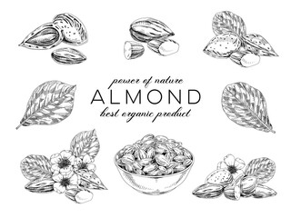 Collection of almond plant, retro hand drawn vector illustration.