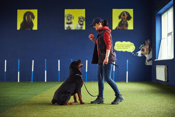 Animal trainer demonstrating a toy to a curious dog