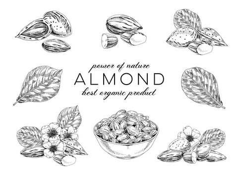 Collection of almond plant, retro hand drawn vector illustration.