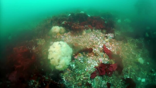 Spiny king crab Paralithodes brevipess underwater in Sea of Okhotsk. Shell with prickles is dark brown color, right claw on outer side is dark red. Underwater diving.