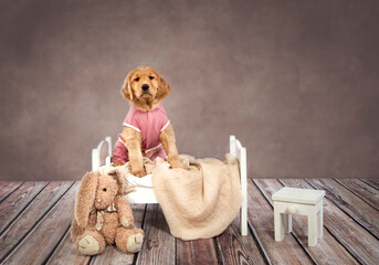 Adorable golden retriever puppy in pink pajamas sitting in white wood doll bed with toy stuffed...