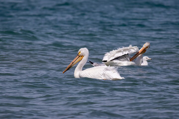 Fototapeta na wymiar The White American pelicans on the lake Michigan