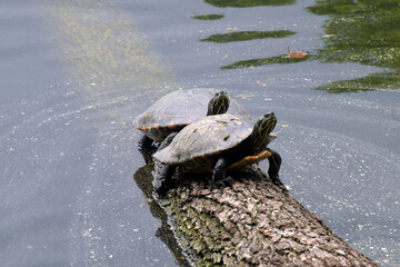 Obraz premium schildkröten
