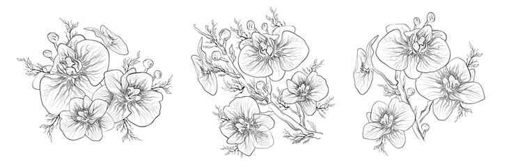 Orchid Vector. Floral Botanical set of flowers isolated on white background. set of tropical, exotic branche for print, decor in a minimalist style. hand-drawn sketch, element-symbol. vintage style
