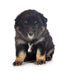 puppy Finnish Lapphund in studio