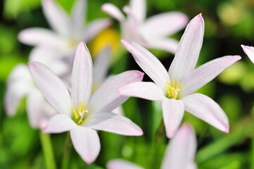Fototapeta premium white zephyranthes flowers and green leaves background.soft focus