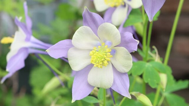 Colorado has the Rocky Mountain columbine as the state flower.  This one enjoys a gentle Colorado breeze.