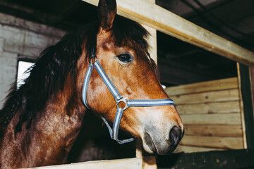 Portrait of Beautiful healthy brown chestnut horse at riding place indoors. Portrait of purebred young stallion.Closeup.