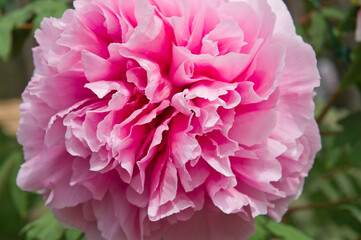 The name of this peony is Seidai.
Scientific name is Paeonia suffruticosa.