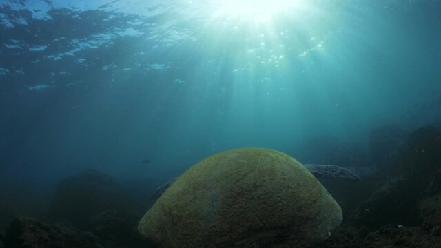 Flickering sunbeams artistically cover the shell of large sea turtle as it slowly swims through the tropical blue ocean waters of a deserted island Unique underwater wide perspective