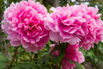 Obraz premium The name of this peony is Seidai. Scientific name is Paeonia suffruticosa.
