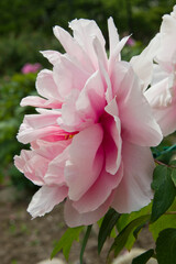 The name of this peony is Muramatsu Zakura.
Scientific name is Paeonia suffruticosa.