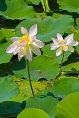 Beautiful lotus flowers