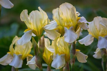 Blooming irises on a flower bed in the garden