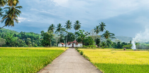 Fototapeta na wymiar Beautiful rice fields and jungles with palm trees on natural landscape