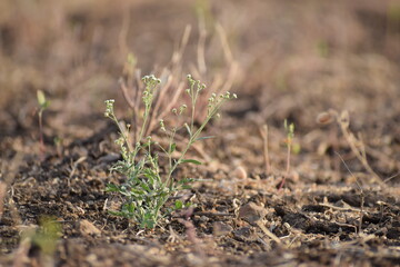Grass Growing In The Soil In The Farm