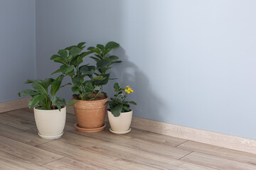 plants in pots on wooden floor indoor