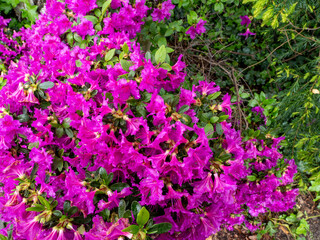 purple bougainvillea flowers, floral background