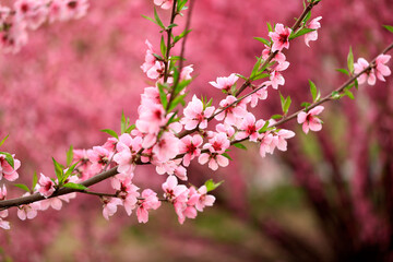 Peach trees blossom in spring