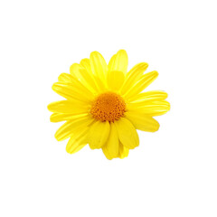Obraz premium Yellow daisy against white background