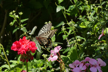 キアゲハ蝶。赤い花の色が反射している姿。