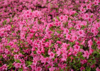 Obraz premium pink bougainvillea flowers, floral background