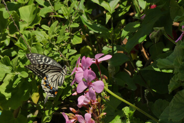 キアゲハ蝶。花の蜜を吸っている姿。