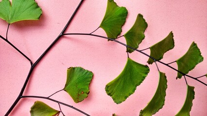 tropical plant Adiantum capillus veneris, a green leaf fern and has a hollow black stem