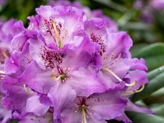 purple bougainvillea flowers, floral background
