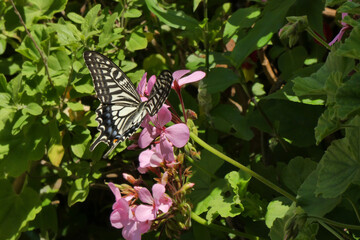 キアゲハ蝶の後姿。