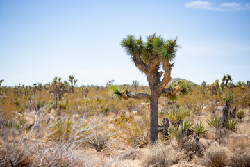 Obraz premium A view of a Joshua Tree in the middle of a desert landscape. This is seen inside Joshua Tree National Park.