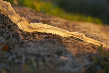 dried skin of a snake on the sand in nature in the mountains