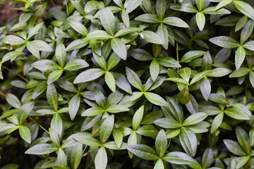 Beautiful green textured leaves, macro, background, postcard.