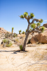 A view of Joshua Trees and rocky terrain, the desert landscape that makes up Joshua Tree National...