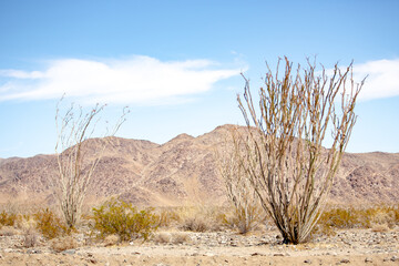 A view of ocotillo plants, seen inside Joshua Tree National Park, California. - Powered by Adobe