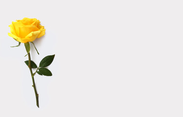 Flower and rose background. yellow roses composition.  Roses and petals isolate on white background. Valentine day concept. Flat lay, top view, copy space