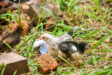 Cute chicks on a small farm